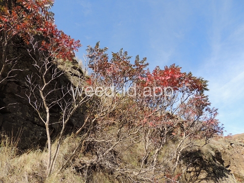 sumac, smooth